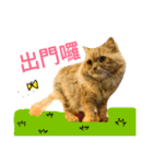 Cute cat is sun（個別スタンプ：6）