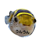 Blowfish-FUGUYOSHI（個別スタンプ：3）