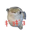 Blowfish-FUGUYOSHI（個別スタンプ：5）