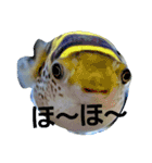 Blowfish-FUGUYOSHI（個別スタンプ：22）