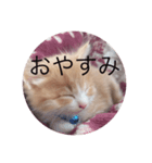 懐っこい猫（個別スタンプ：1）