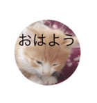 懐っこい猫（個別スタンプ：2）