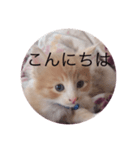 懐っこい猫（個別スタンプ：3）