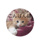 懐っこい猫（個別スタンプ：4）