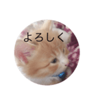 懐っこい猫（個別スタンプ：7）