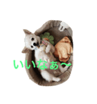 Chihuahua of mocha-kun 2（個別スタンプ：1）