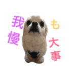 Chihuahua of mocha-kun 2（個別スタンプ：4）