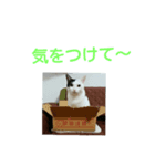 ブチ猫シイが物申す2（個別スタンプ：2）