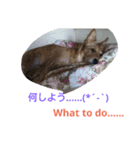 One ear standing dog（個別スタンプ：6）