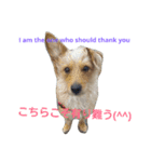 One ear standing dog（個別スタンプ：8）