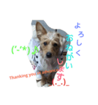 One ear standing dog（個別スタンプ：15）