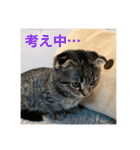 猫太のつぶやき（個別スタンプ：7）