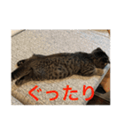 猫太のつぶやき（個別スタンプ：9）