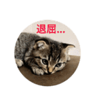 猫太のつぶやき（個別スタンプ：25）