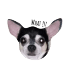 Ushi the Chihuahua（個別スタンプ：6）