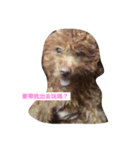 Poodle dot articles（個別スタンプ：2）