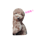 Poodle dot articles（個別スタンプ：3）