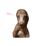 Poodle dot articles（個別スタンプ：4）