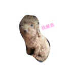 Poodle dot articles（個別スタンプ：9）