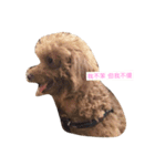 Poodle dot articles（個別スタンプ：10）