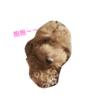 Poodle dot articles（個別スタンプ：12）