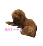 Poodle dot articles（個別スタンプ：16）