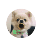 dog Life fun（個別スタンプ：6）