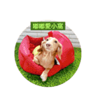 Dachshund Baby Daily（個別スタンプ：1）