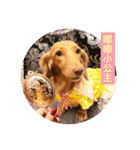 Dachshund Baby Daily（個別スタンプ：2）