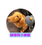 Dachshund Baby Daily（個別スタンプ：5）