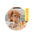 Dachshund Baby Daily（個別スタンプ：6）