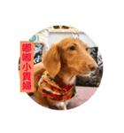 Dachshund Baby Daily（個別スタンプ：8）