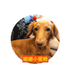 Dachshund Baby Daily（個別スタンプ：9）