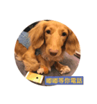 Dachshund Baby Daily（個別スタンプ：14）