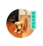 Dachshund Baby Daily（個別スタンプ：18）