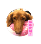 Dachshund Baby Daily（個別スタンプ：19）