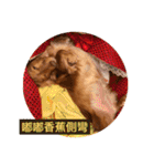 Dachshund Baby Daily（個別スタンプ：20）