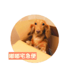 Dachshund Baby Daily（個別スタンプ：21）