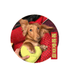 Dachshund Baby Daily（個別スタンプ：22）