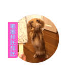 Dachshund Baby Daily（個別スタンプ：25）