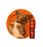 Dachshund Baby Daily（個別スタンプ：27）