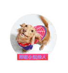 Dachshund Baby Daily（個別スタンプ：29）