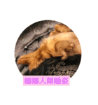 Dachshund Baby Daily（個別スタンプ：32）