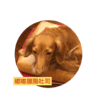 Dachshund Baby Daily（個別スタンプ：33）