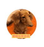 Dachshund Baby Daily（個別スタンプ：36）