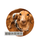 Dachshund Baby Daily（個別スタンプ：37）