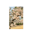 夙川の桜（個別スタンプ：4）