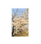 夙川の桜（個別スタンプ：5）