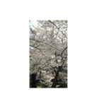 夙川の桜（個別スタンプ：7）