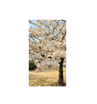 夙川の桜（個別スタンプ：8）